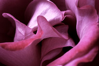 Flower Abstracts